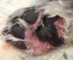 犬 脂漏性皮膚炎 皮脂漏症
